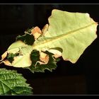 Wandelndes Blatt (Phyllium giganteum)