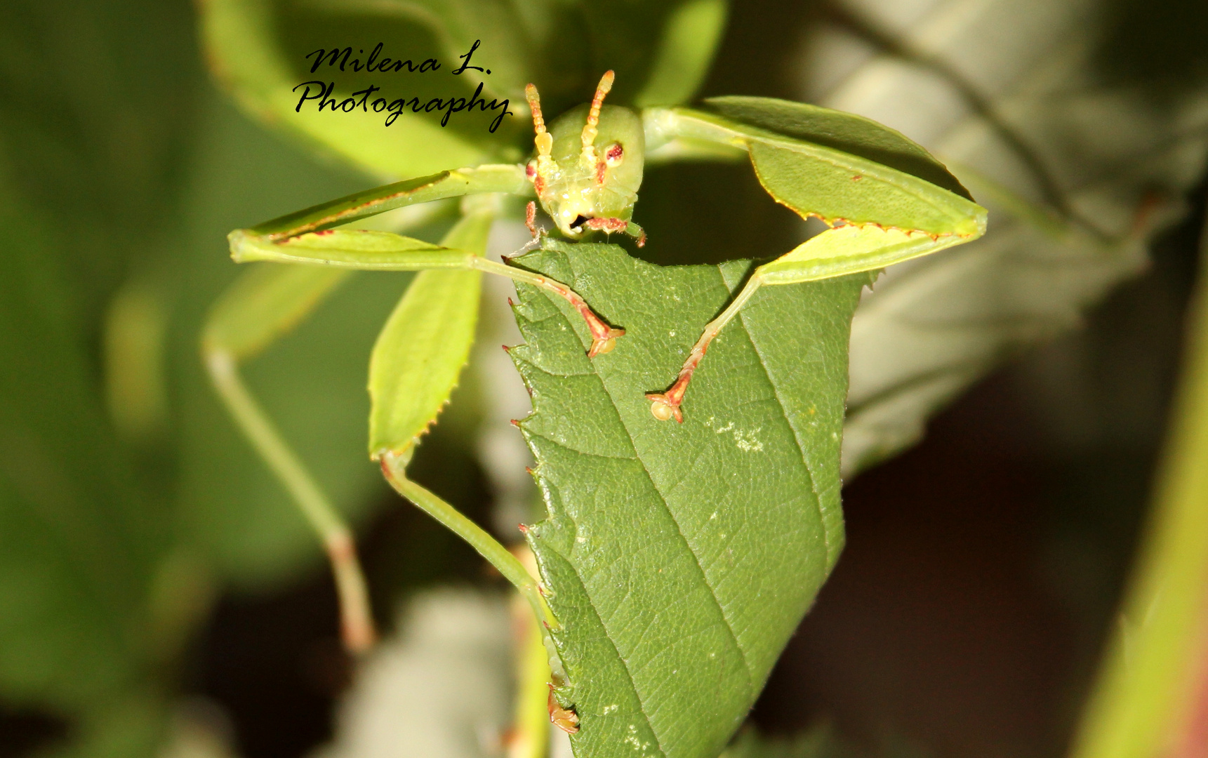 Wandelndes Blatt (Phyllium philippinicum) beim fressen