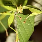 Wandelndes Blatt (Phyllium philippinicum) beim fressen