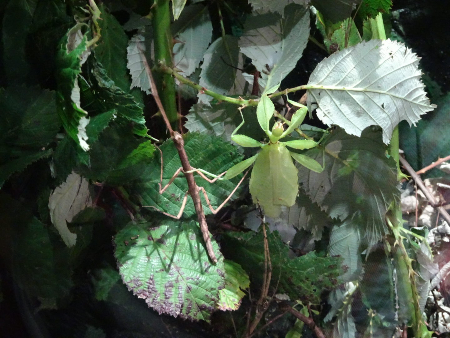 Wandelndes Blatt und Stabheuschrecke 