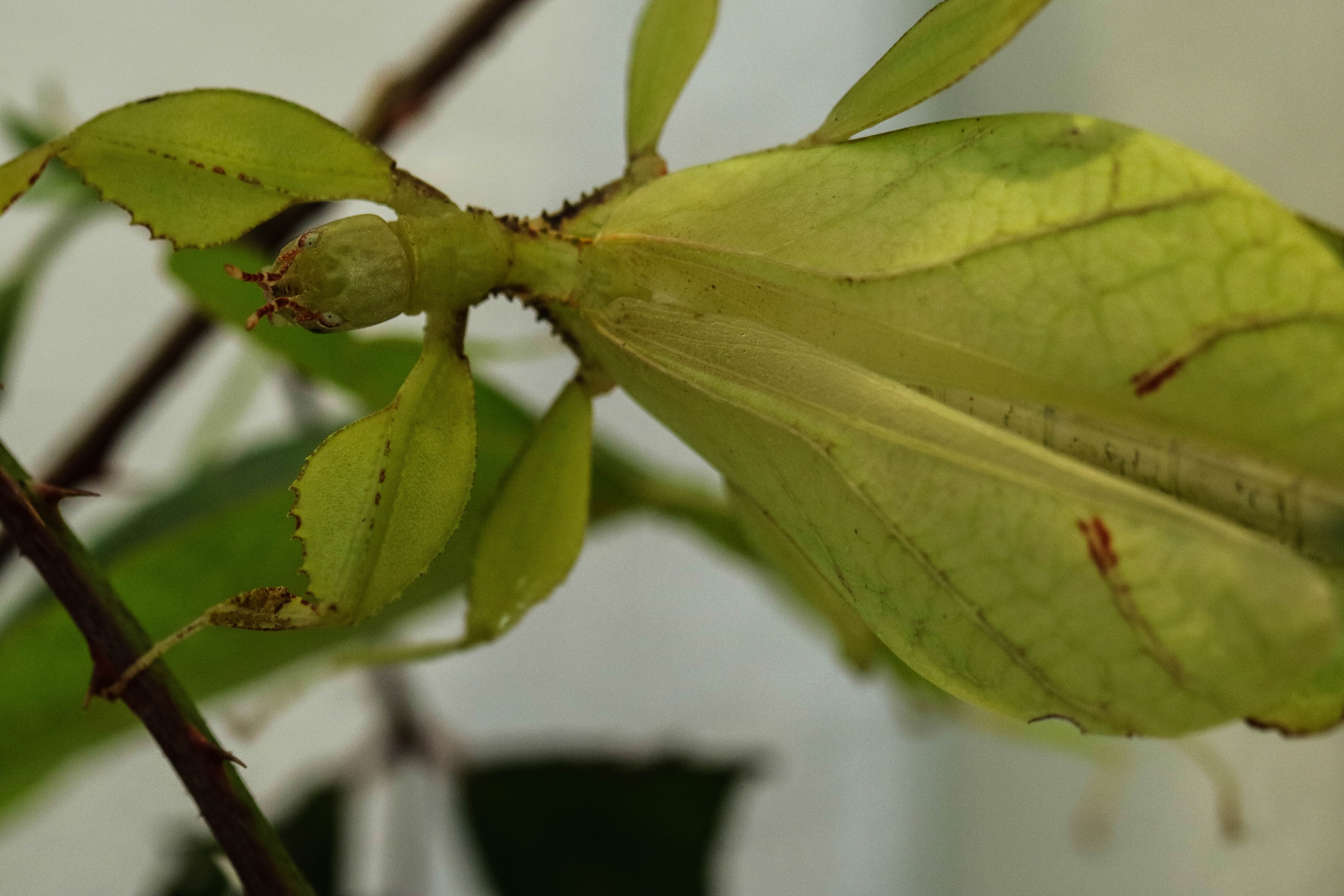 wandelndes Blatt ( weibchen ) 