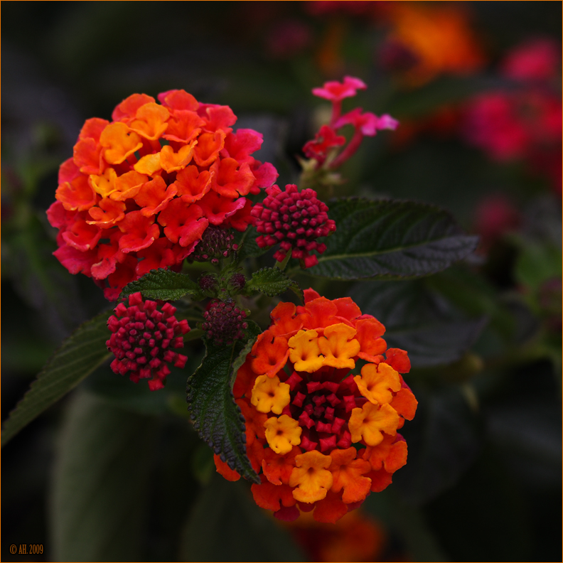 Wandelröschen (Lantana camara)