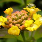 Wandelröschen (Lantana camara)