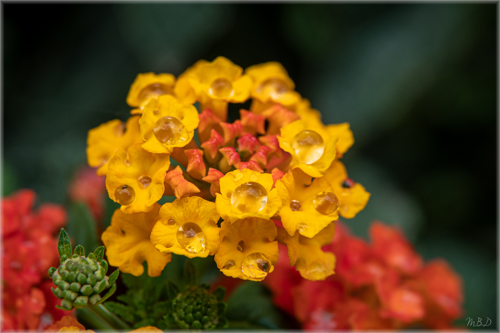 Wandelröschen | Lantana camara