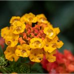 Wandelröschen | Lantana camara