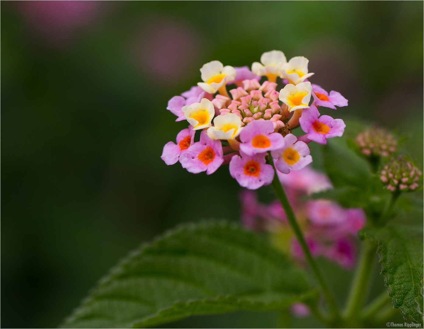 Wandelröschen (Lantana camara)