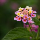 Wandelröschen (Lantana camara)