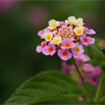 Wandelröschen (Lantana camara)