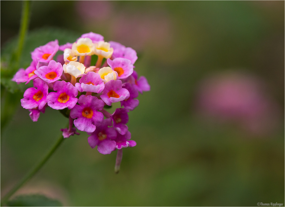 Wandelröschen (Lantana camara)