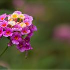 Wandelröschen (Lantana camara)