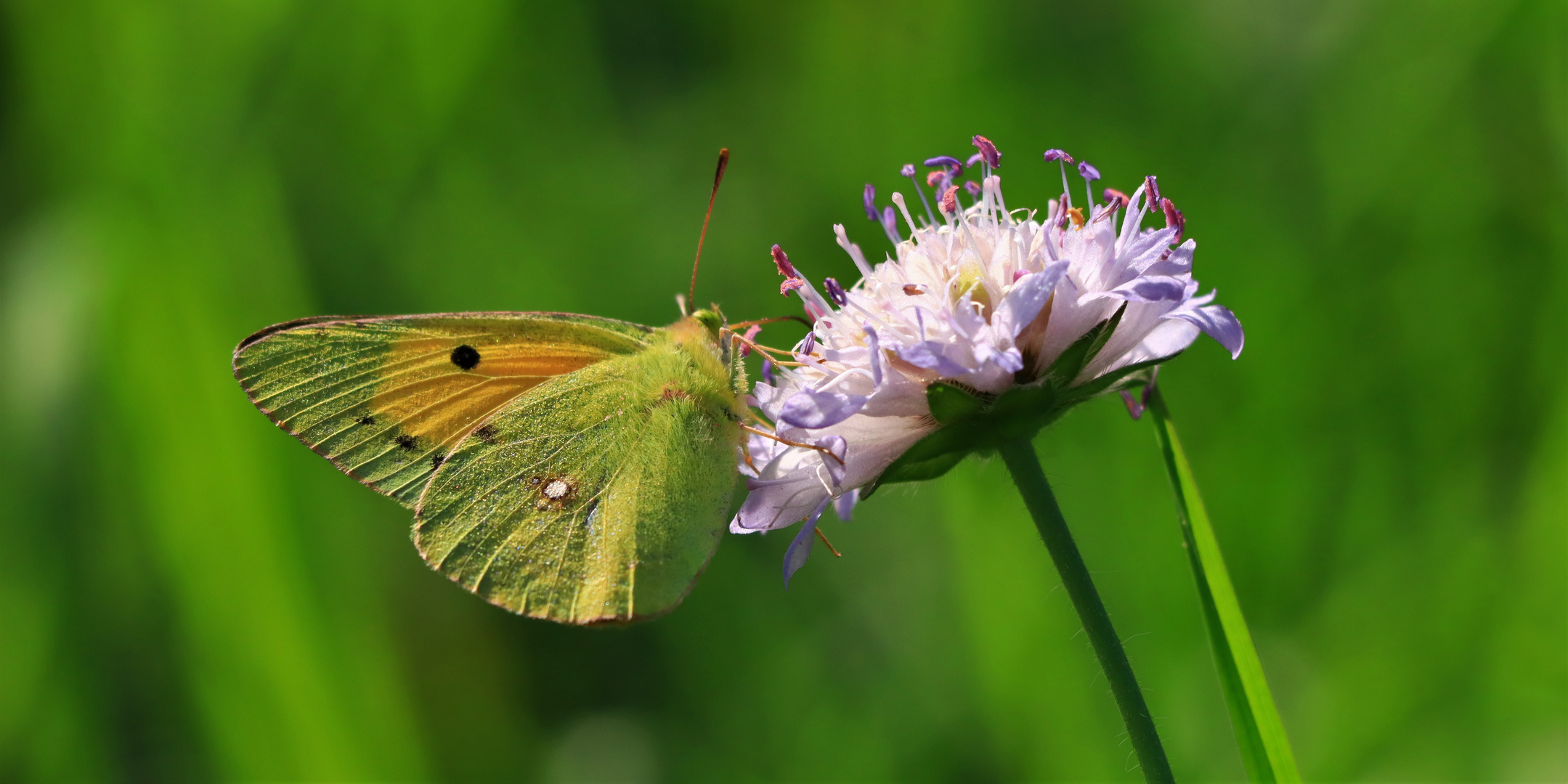 Wander-Gelbling auf Witwenblume