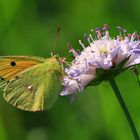 Wander-Gelbling auf Witwenblume