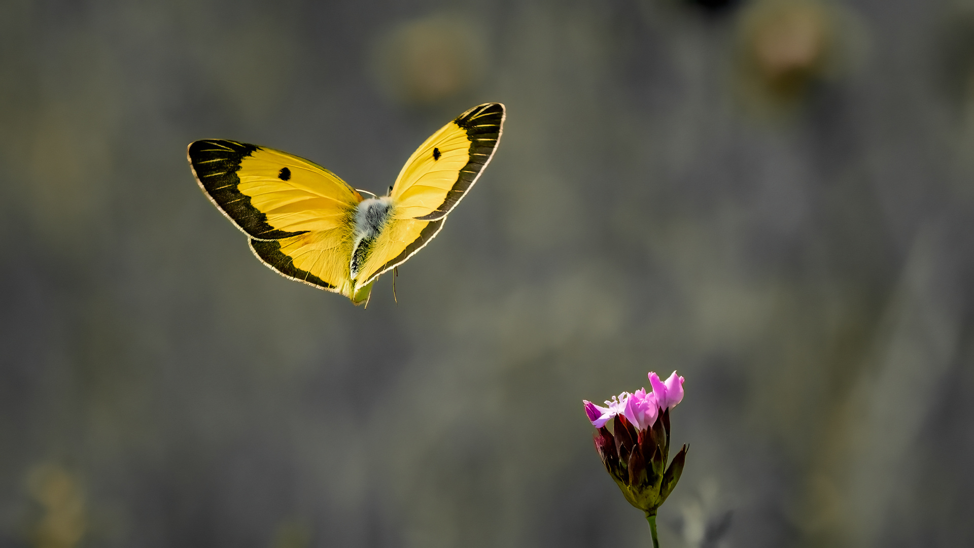 Wander-Gelbling  -  Flugbild