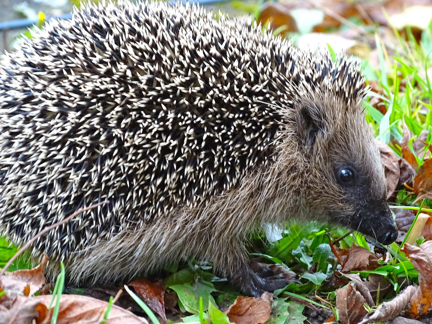 wander Igel