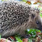 wander Igel