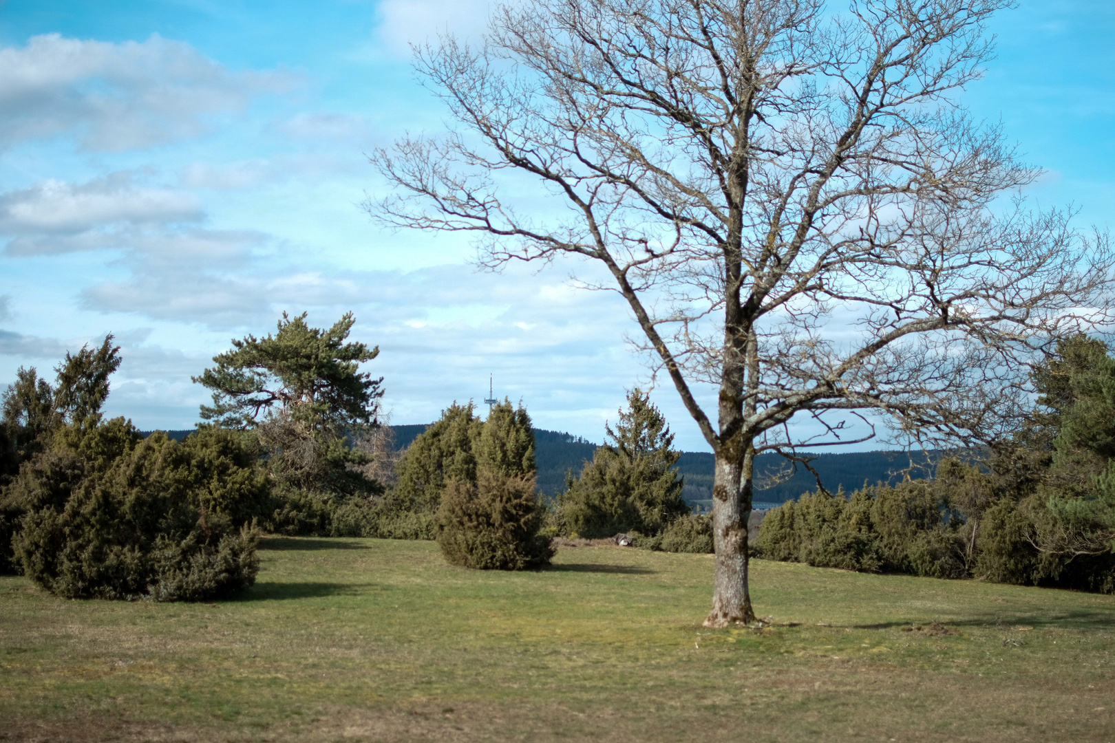 Wander in Eifelwäldern