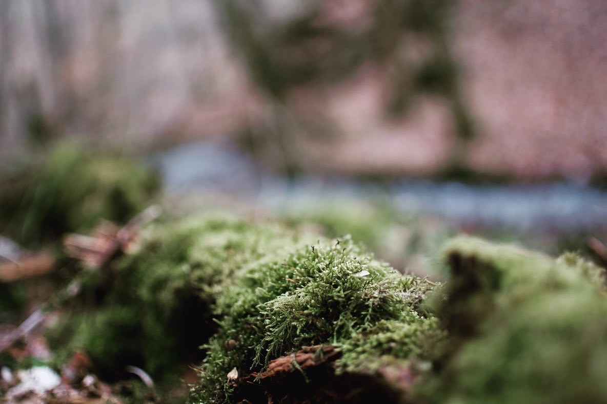 Wander in Eifelwäldern