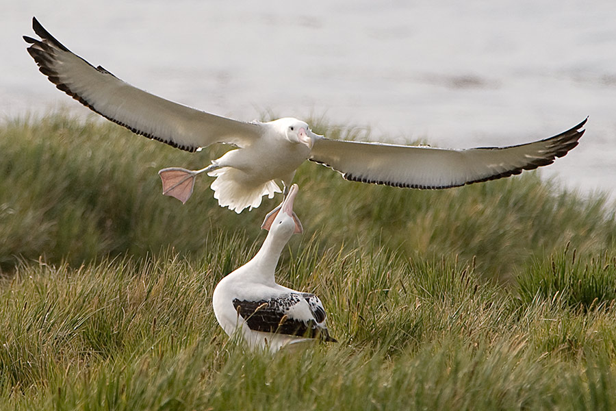 Wanderalbatros South Georgia (Prion Island )