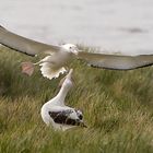 Wanderalbatros South Georgia (Prion Island )