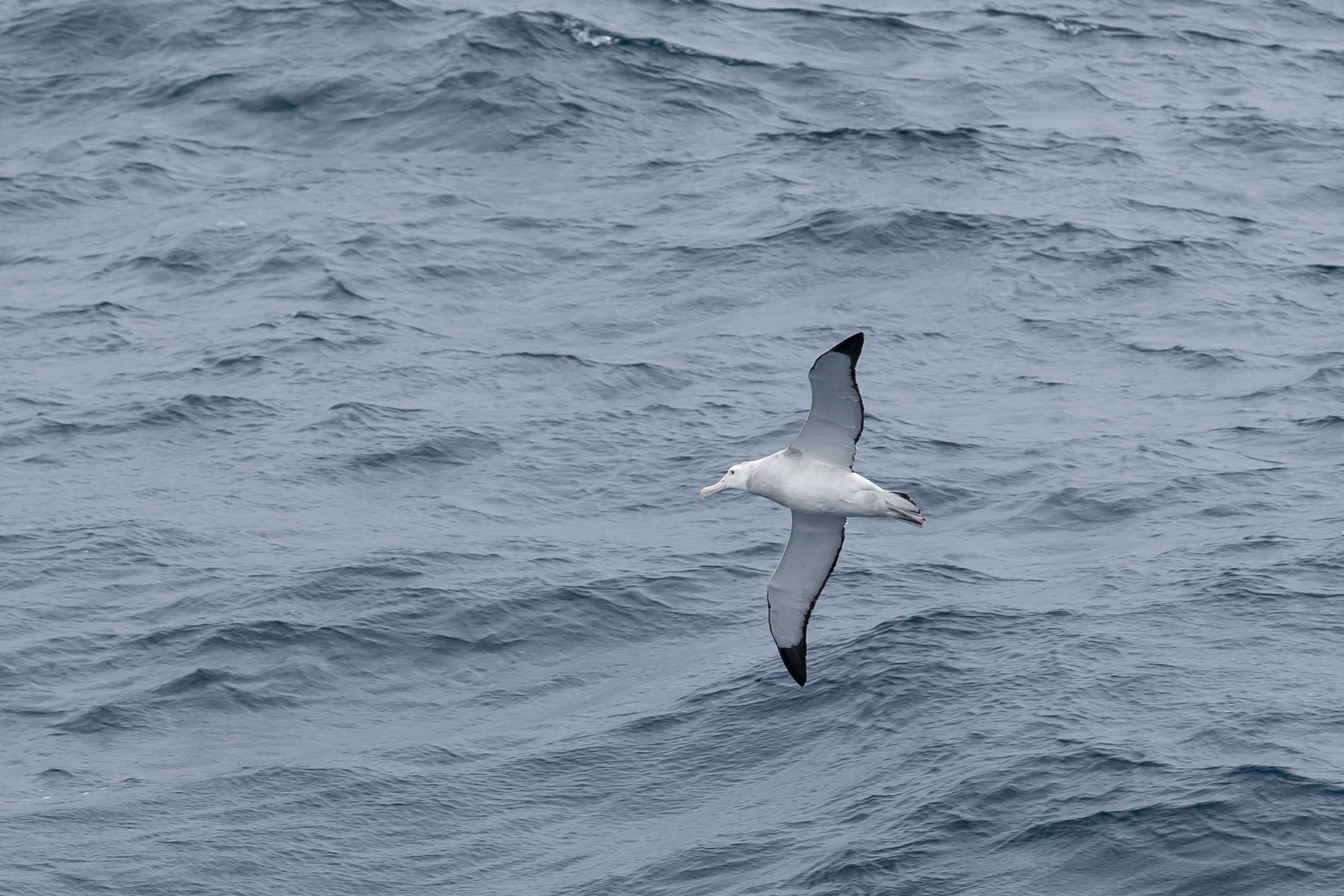 Wanderalbatros von unten