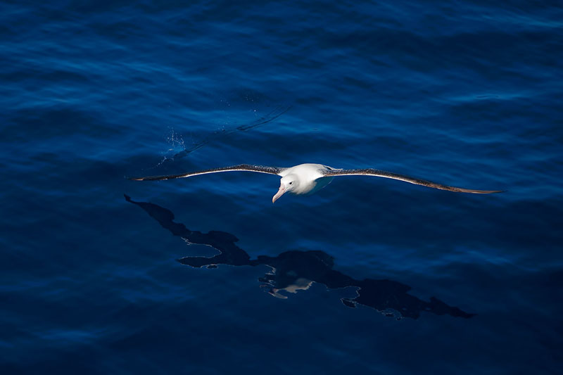 Wanderalbatros, Wandering albatross, Southern Ocean