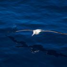 Wanderalbatros, Wandering albatross, Southern Ocean