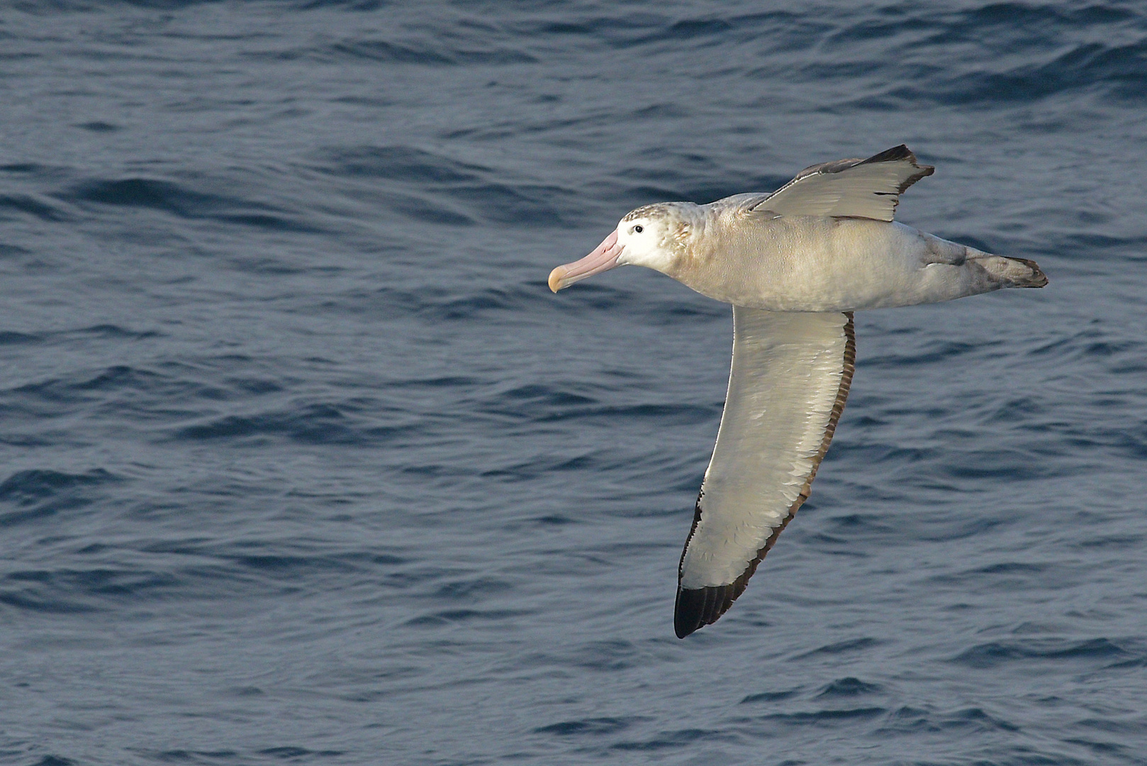 Wanderalbatross