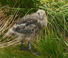 Wanderalbatross Küken