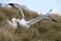 Wanderalbatrosse auf Prion Island - Südgeorgien