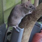 Wanderatte (Rattus norvegicus)_100_0256_an_Futter