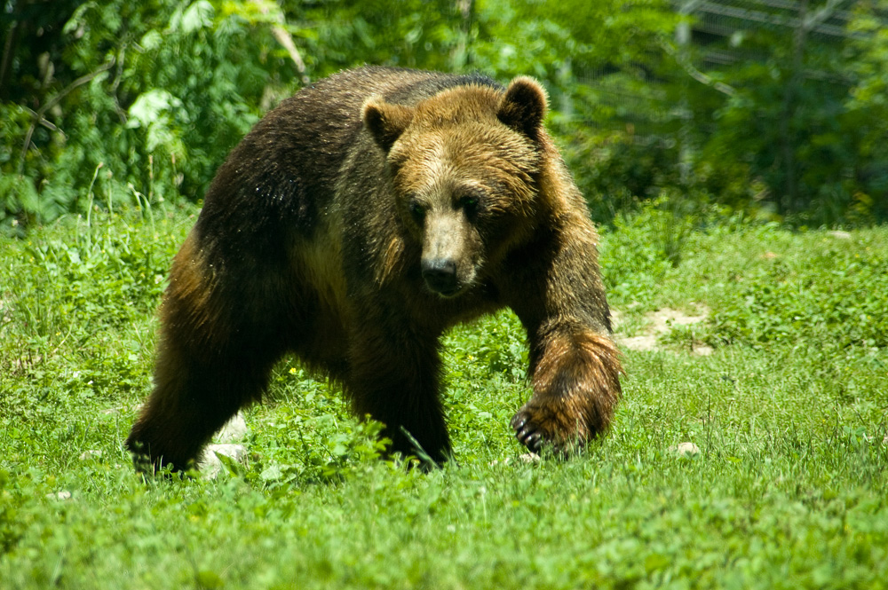 Wanderbär