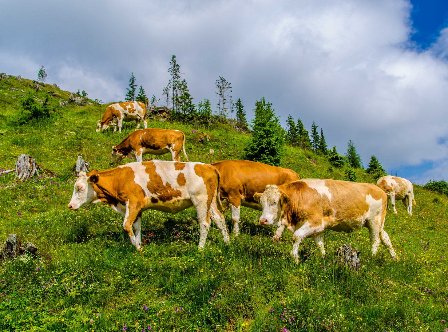 Wanderbekanntschaft