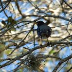 Wanderdrossel - American Robin (Turdus migratorius)