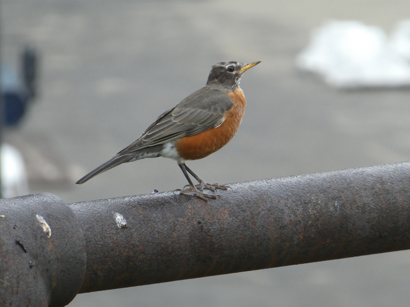 Wanderdrossel  -  Turdus migratorius