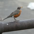 Wanderdrossel  -  Turdus migratorius