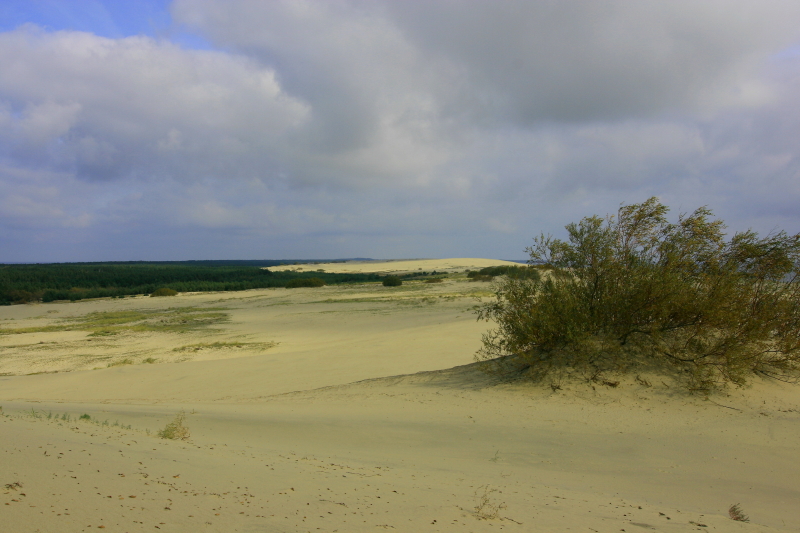 Wanderdüne auf der Kurischen Nehrung bei Selenogradsk