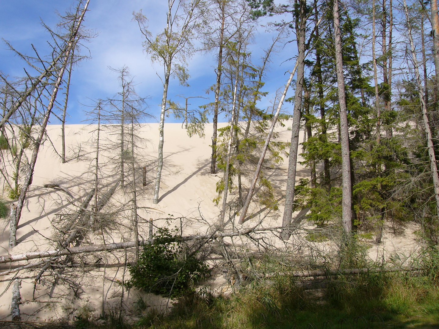 Wanderdüne bei Leba / Westpreussen