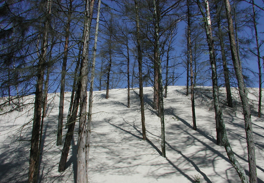 Wanderdüne kontra Wald