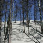 Wanderdüne kontra Wald