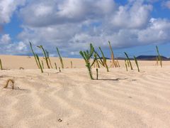 Wanderduenen El Jable, bei Corralejo /Fuertventura