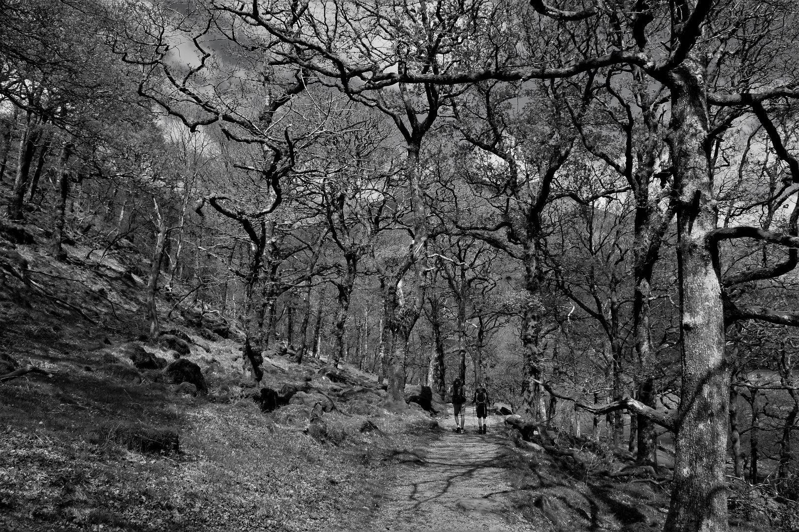 Wanderer im Düsterwald