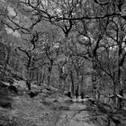 Wanderer im Düsterwald