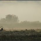 Wanderer im Morgennebel