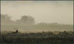 Wanderer im Morgennebel