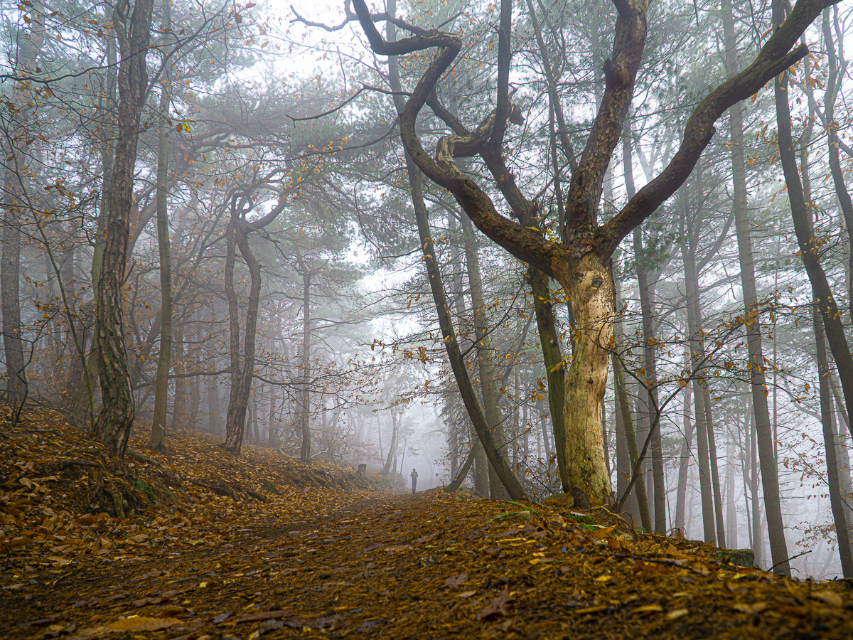 Wanderer im Nebelwald