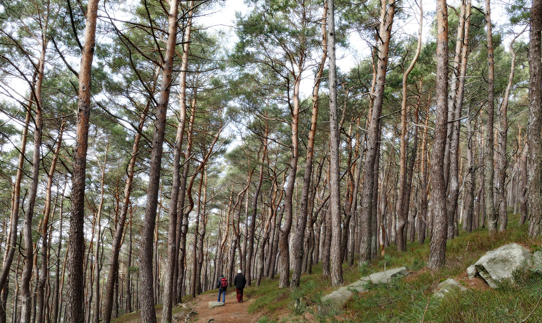 Wanderer im Pfälzer Wald