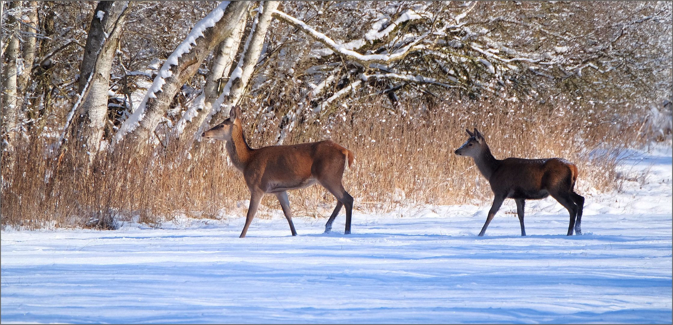 Wanderer im Schnee