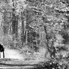 Wanderer im Wald: in s/w