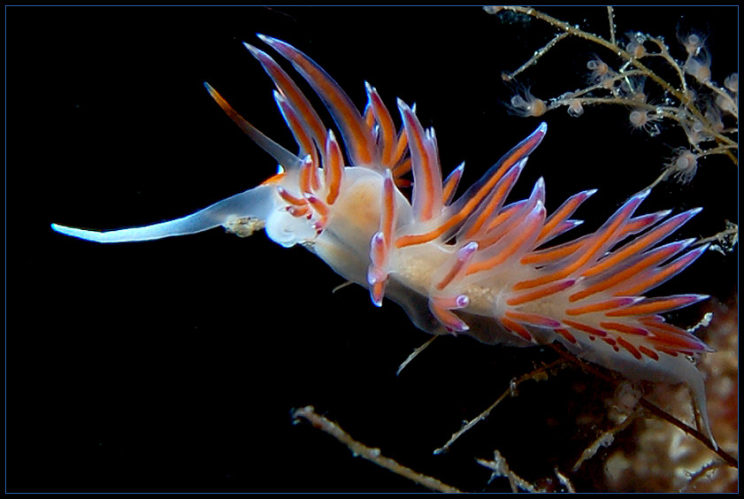 Wanderfadenschnecke (Cratena peregrina)