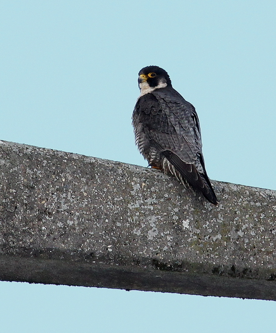 Wanderfalke 2 (Falco peregrinus)